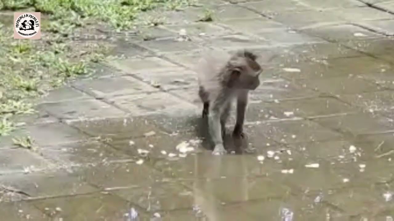 mengintip kehidupan monyet di habitatnya