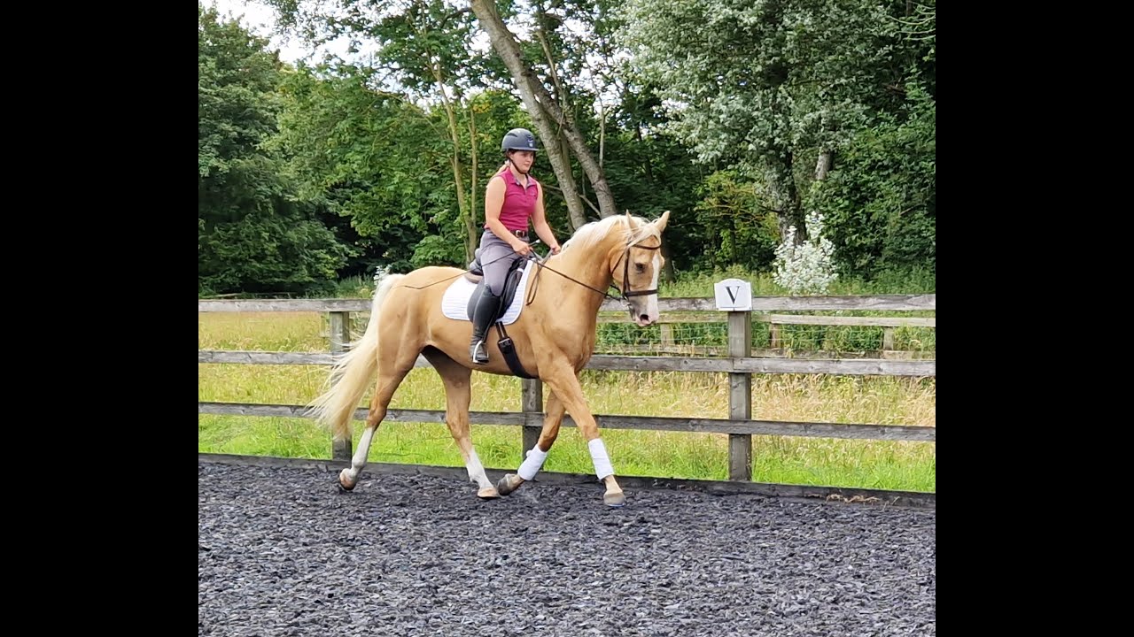 STUNNING DRESSAGE PALOMINO