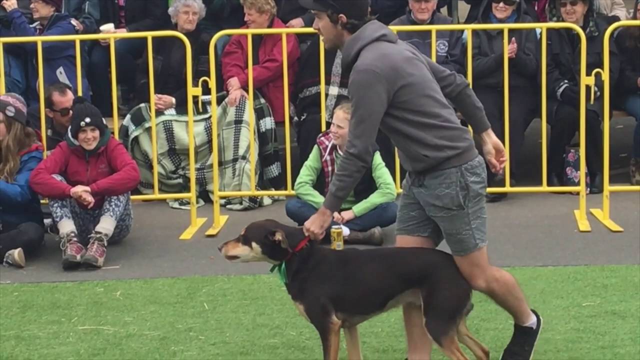 Casterton Kelpie Muster 2016 new high jump record