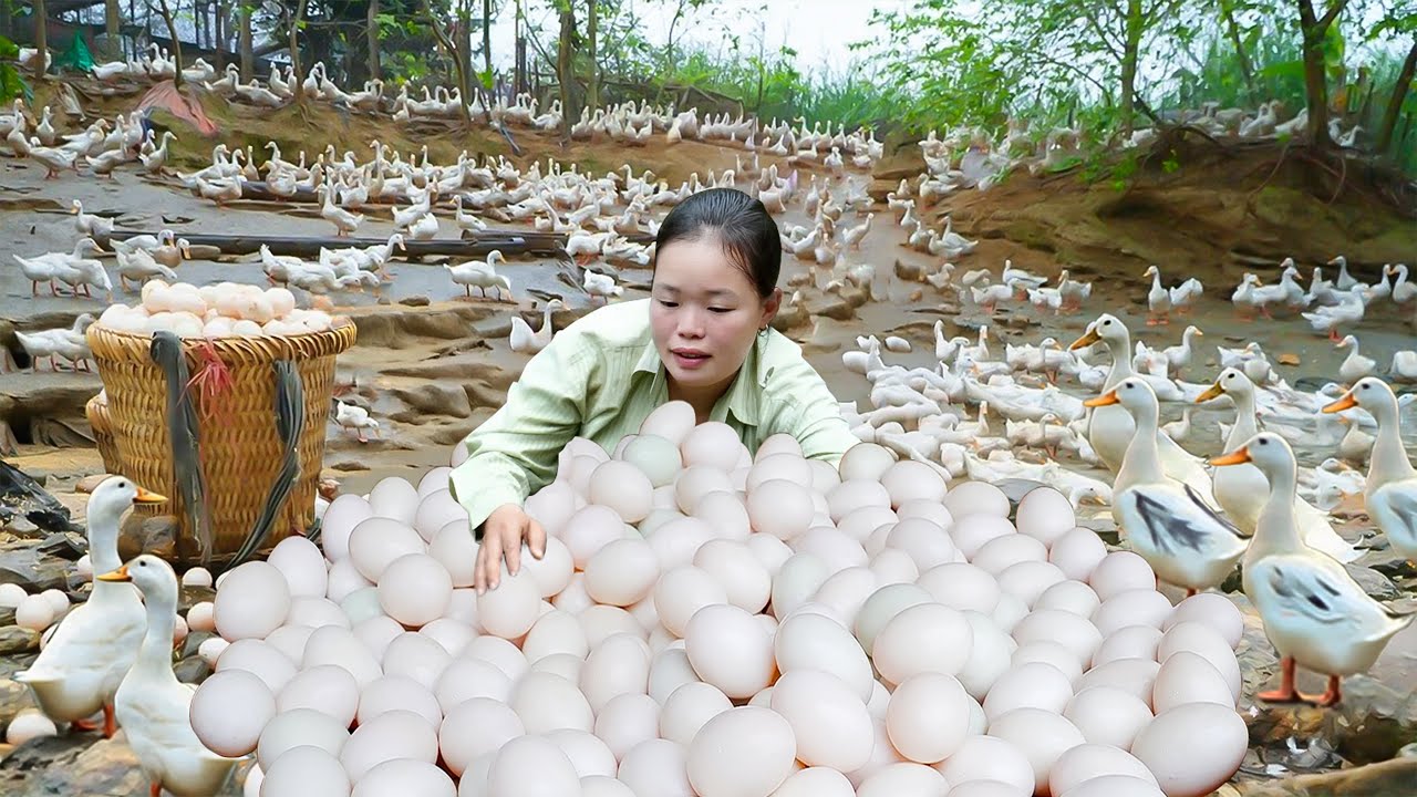 Morning Harvest of 100 Giant Duck Eggs for Sale at the Market and Cooking Hearty Dinner | Rural Life
