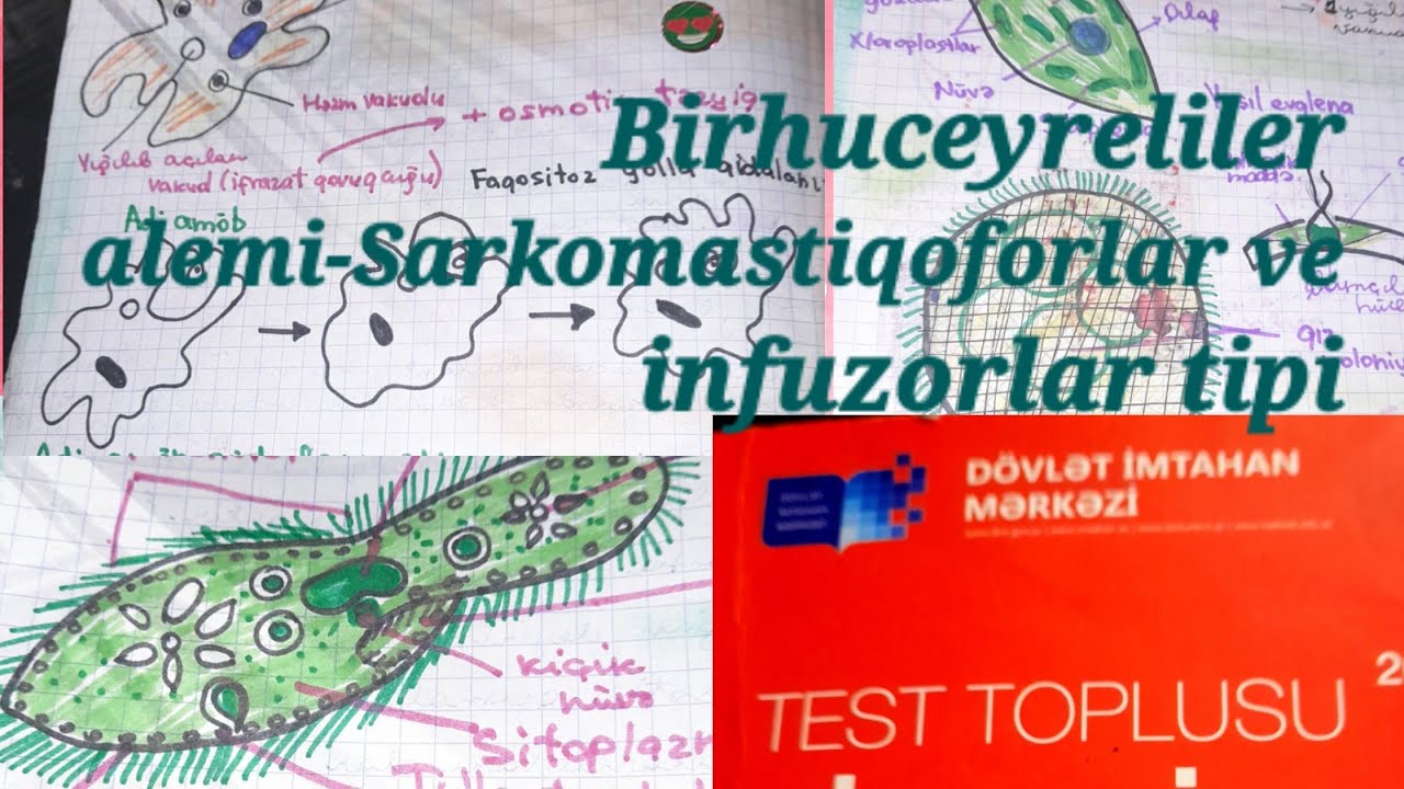 Birhuceyreliler-test toplusu-test izahi,tropizm-isiga dogru meyillilik,kokayaqli-sarkodinler