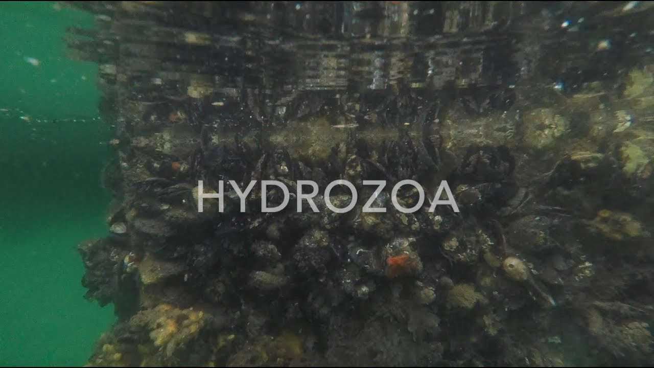 Cnidaria, Medusozoa, Hydrozoa