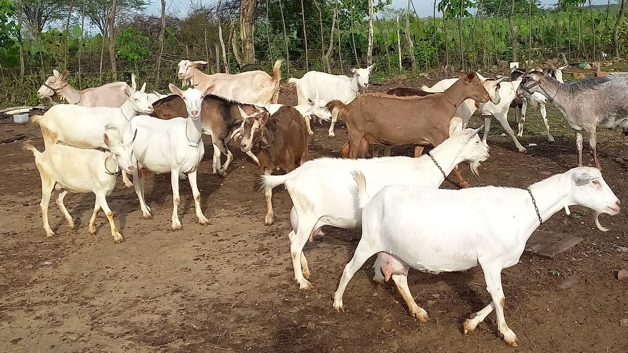 FUI VISITAR UMA CRIAÇÃO DE CABRAS LEITEIRAS EM QUEIMADAS-PB NO AGRESTE PARAIBANO CAPRIL SANTA LUZIA