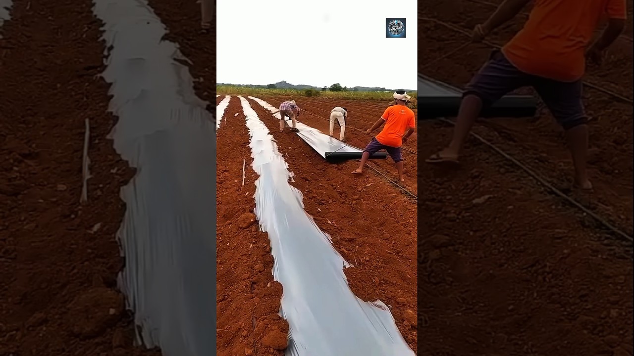 Why Farmers Are Using Plastic Sheets in Fields 🌾♻️ | Mulching Benefits Explained! #farmingtools