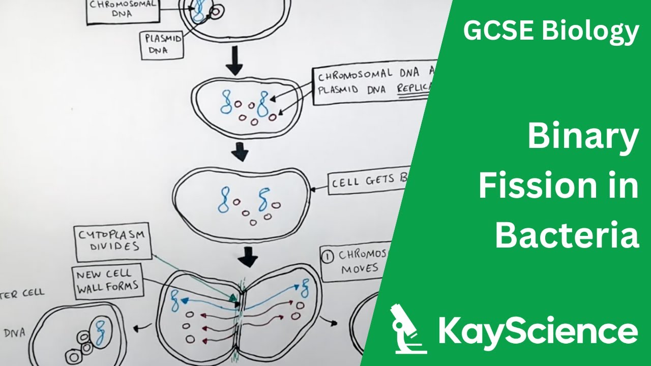 GCSE Biology &ndash; Binary Fission in Bacteria