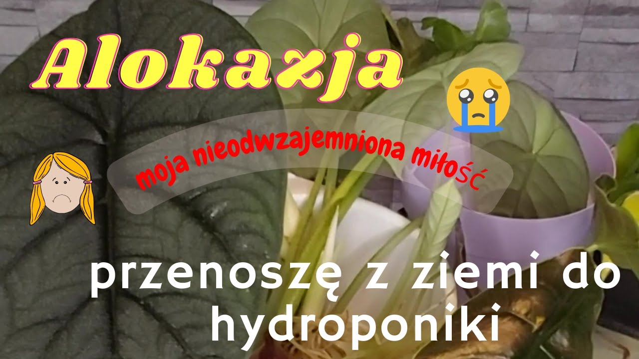 Alokazja przenosiny z ziemi do hydroponiki