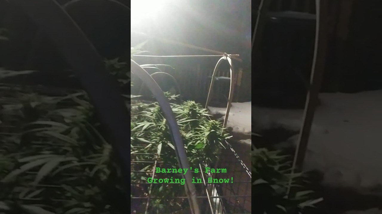 Novice Outdoor Home Deck Cannabis Grow - Heated Grow Cage after 36 hours in Freezing Rain and Snow