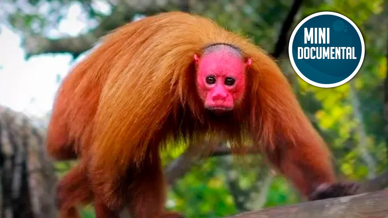 Mono uakari (mini documental)
