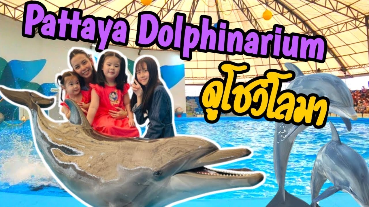 ไปเที่ยว ดูโชว์ปลาโลมา ที่ Pattaya Dophinarium l updated 2022