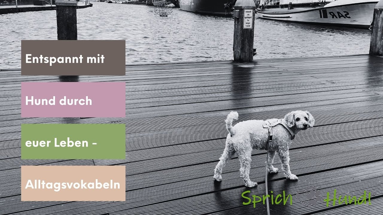 Mehr Entspannung im Zusammenleben mit deinem Hund!