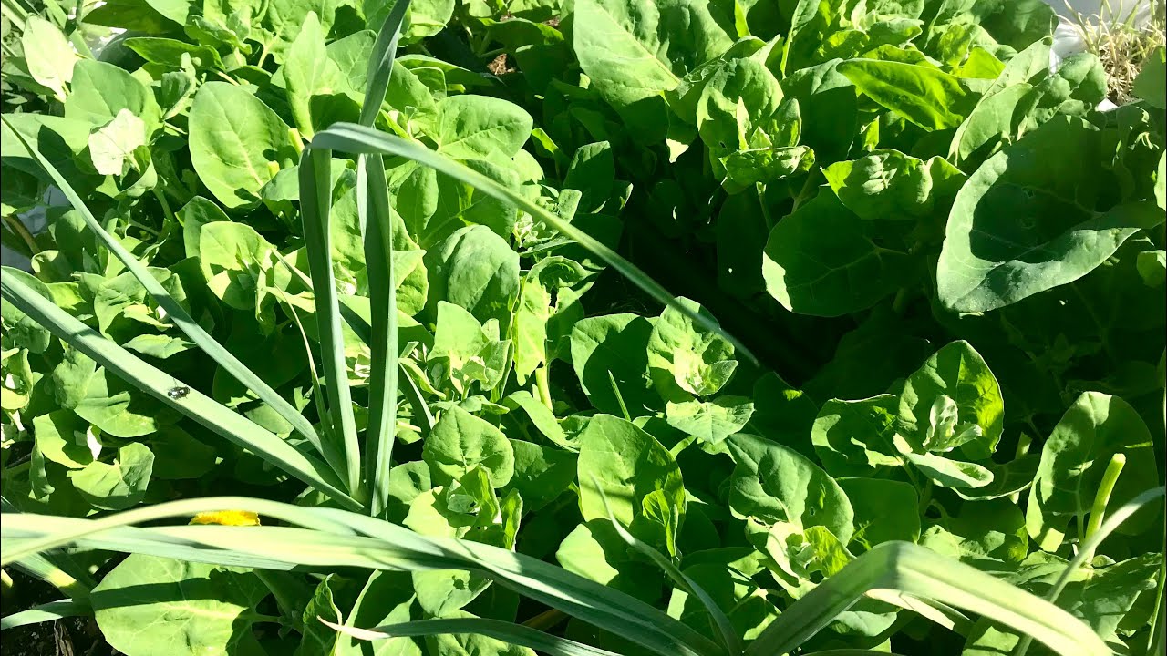 Orache: What is it?…And Why You Need to Start Growing This WonderGreen