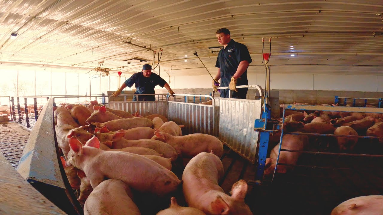 Moving Pigs the Easy Way