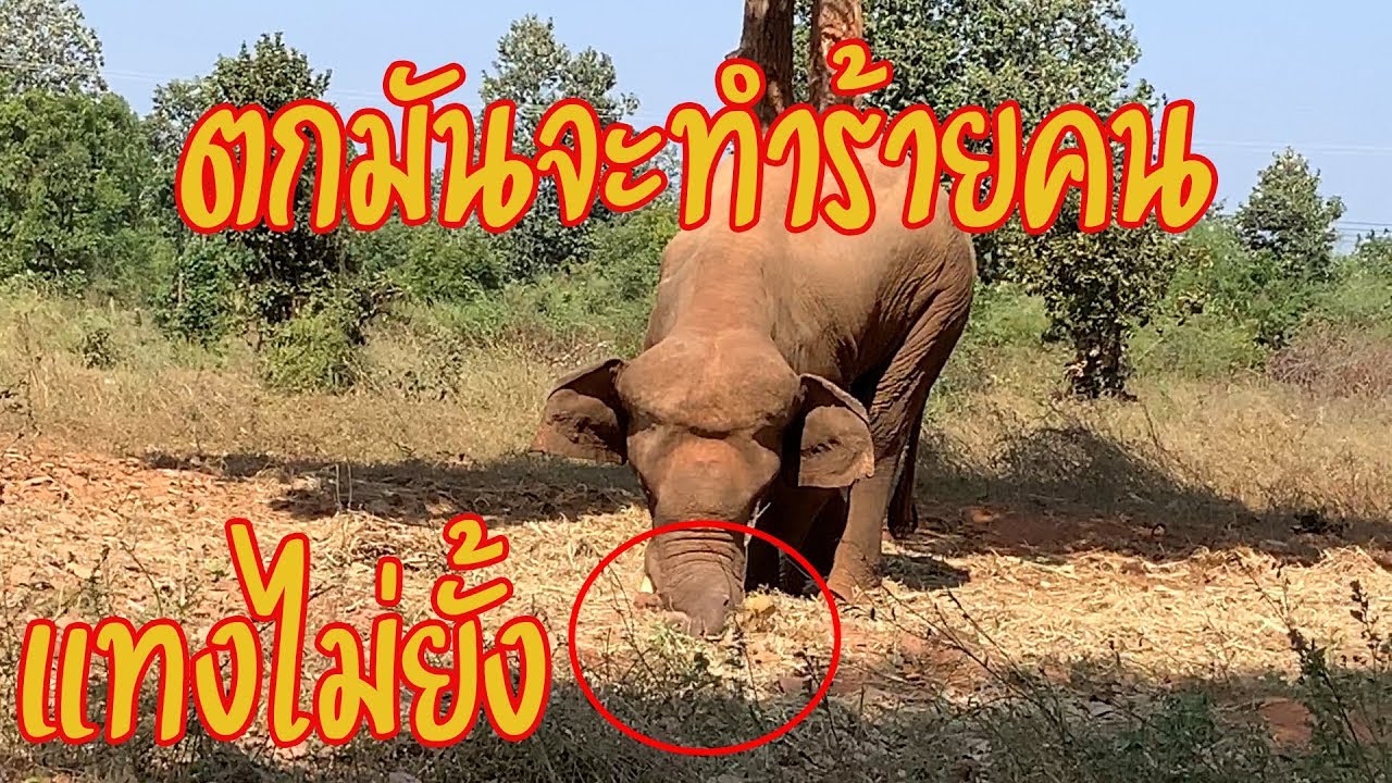 ช้างตกมันจ้องจะทำร้าย หลบแทบไม่ทัน