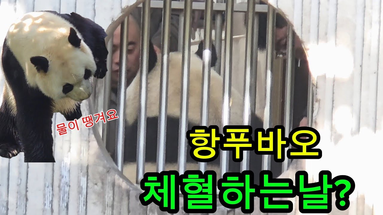 26.3.4   푸바오실시간 오늘 항푸바오 검진하나봐요😀 #푸바오 #푸바오실시간 #푸바오근황