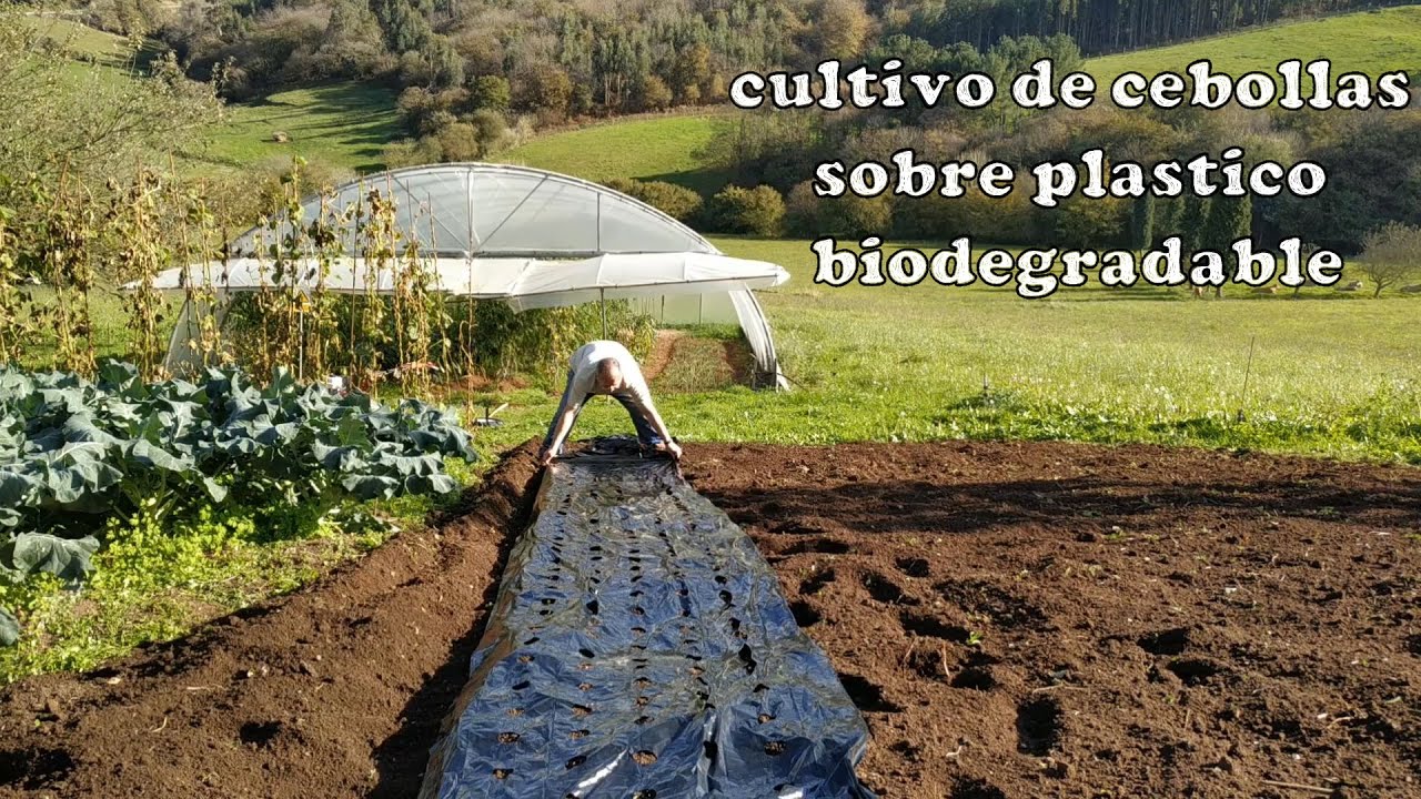 Como cultivar cebollas sobre plástico biodegradable
