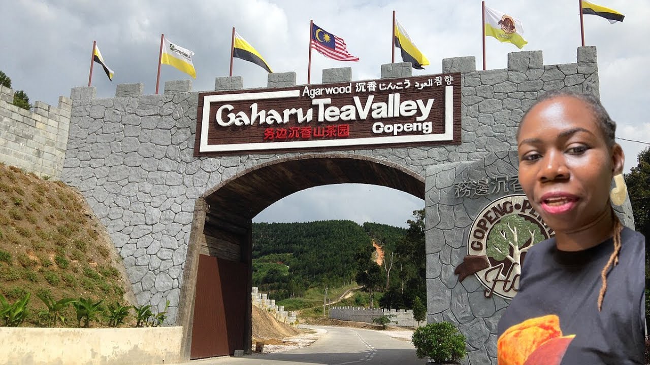 Gaharu Tea Valley - The Most Unexpected Travel Destination in Ipoh, Malaysia. Episode 9