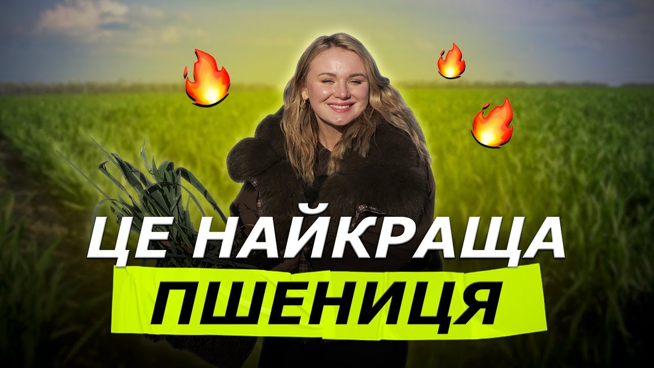 ЩО ВРЯТУЄ АГРО В МАЙБУТНЬОМУ? 🔥 КРАЩА ПШЕНИЦЯ ПІВДНЯ!