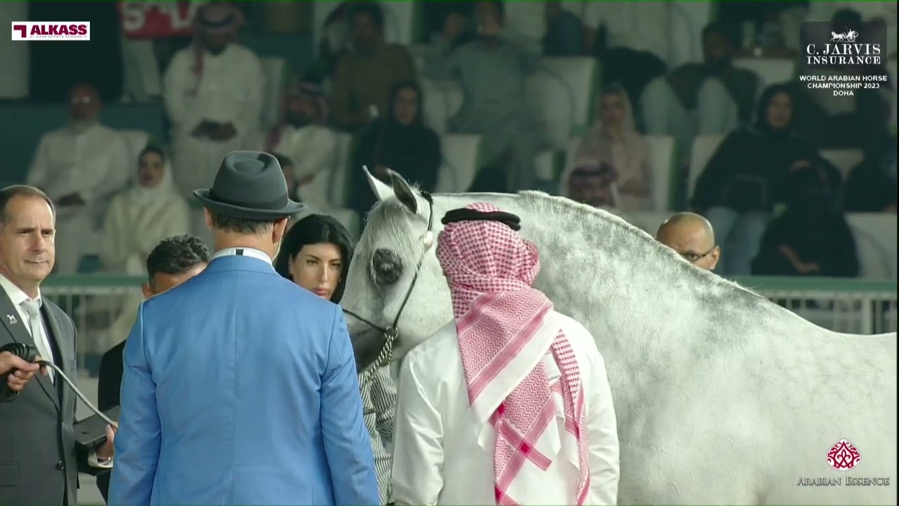 N.131 EKS FARAJJ - World Arabian Horse Championship 2023 - Doha - Senior Stallions - Section A