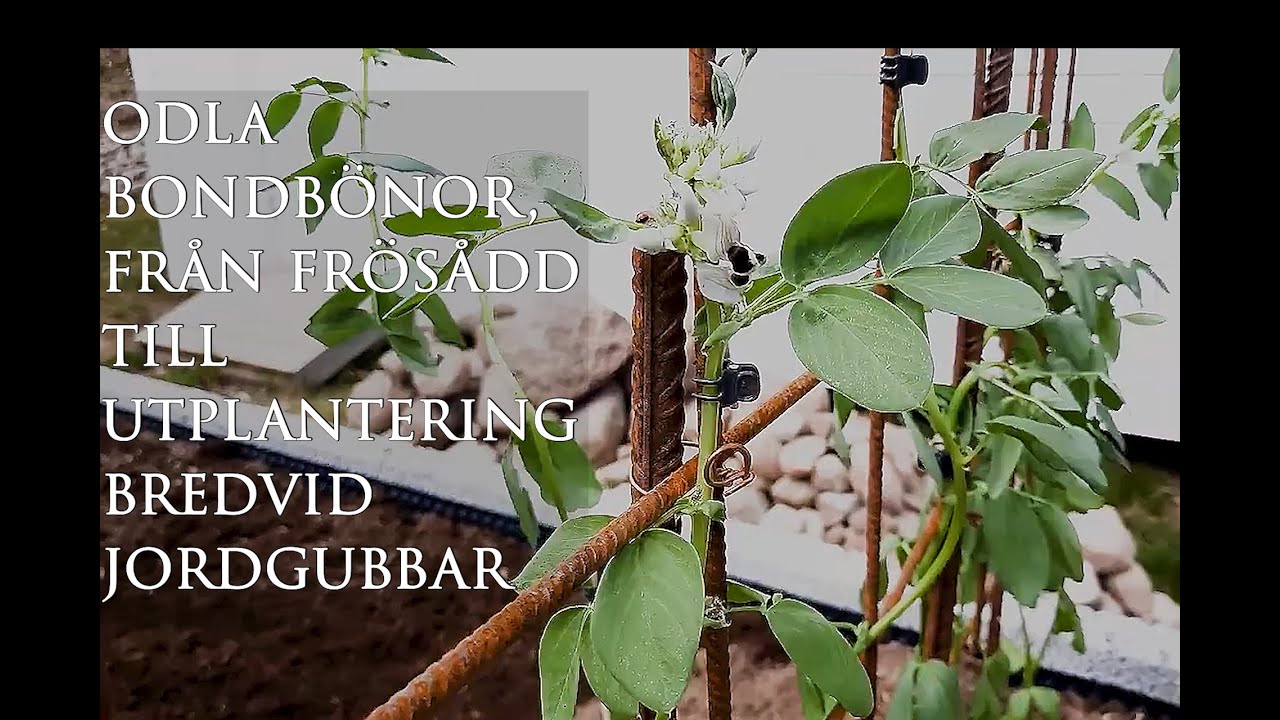 Odla bondbönor i sandjord/odlingslåda från försådd till utplantering - Leva hållbart på villatomt