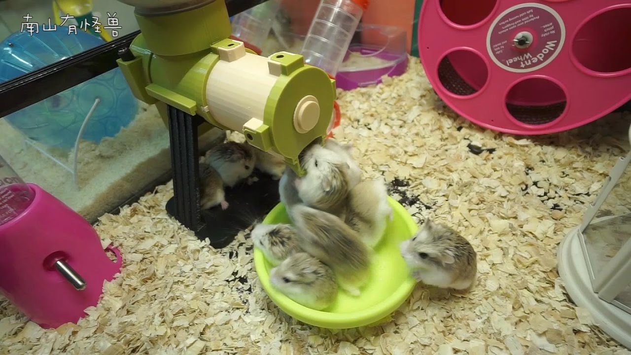 DIY仓鼠自动喂食机 ( Hamster DIY )