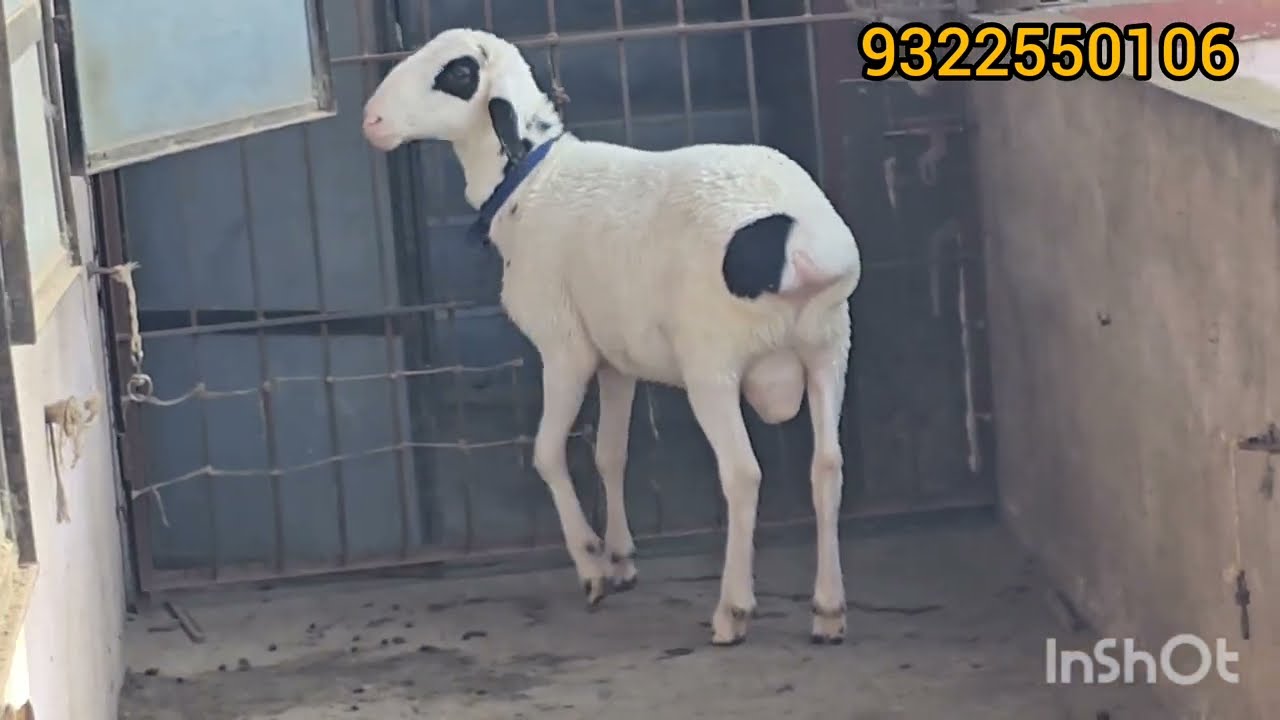 Masallah quality Turkey 7month 38 kg insallah 