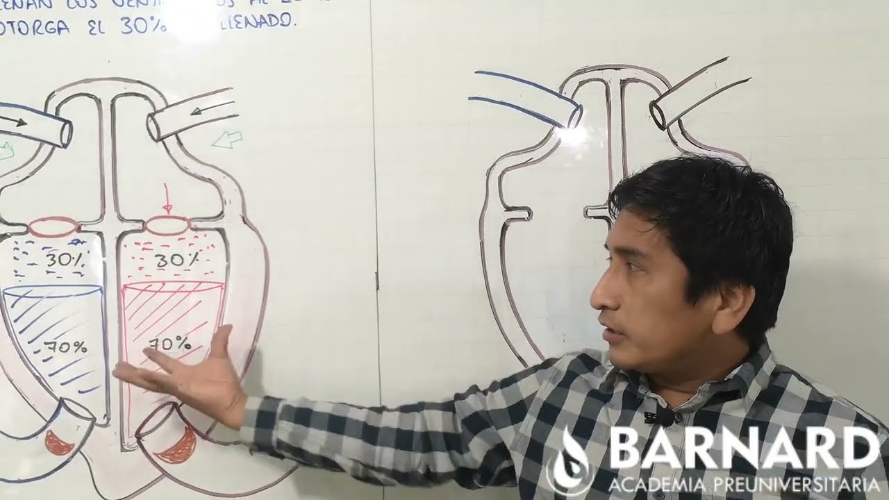CICLO CARDÍACO ¡fácil explicación!