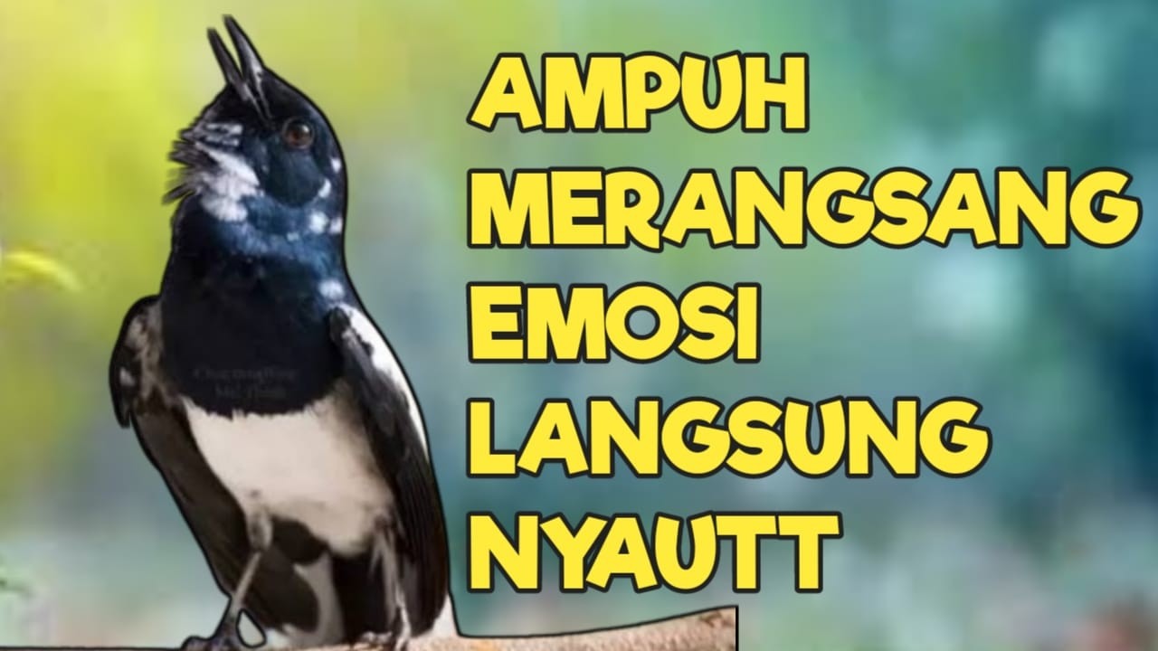 TERAPI KACER GACOR INI AMPUH ATASI KACER MACET BUNYI LANGSUNG NYAUT EMOSI BUKA EKOR