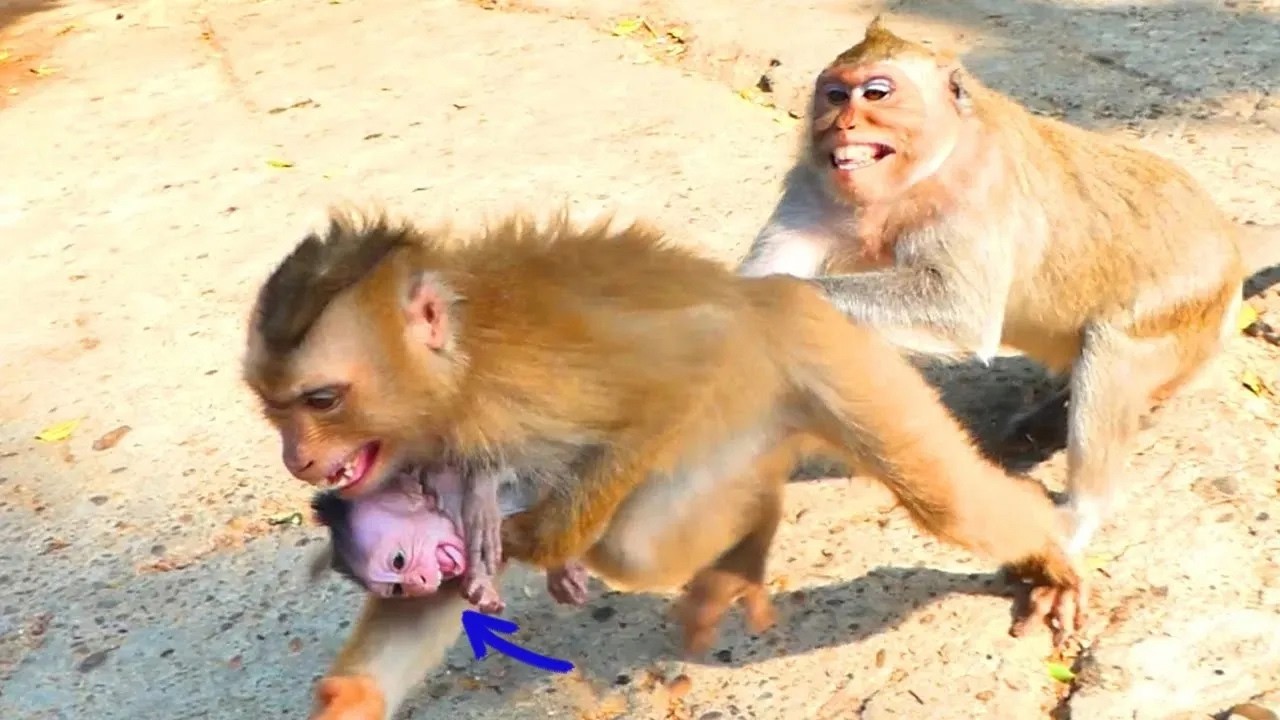 Copy of Live: Baby Monkey Rain Struggles to Stay Close to Mama – Emotional Moment 🐒💛