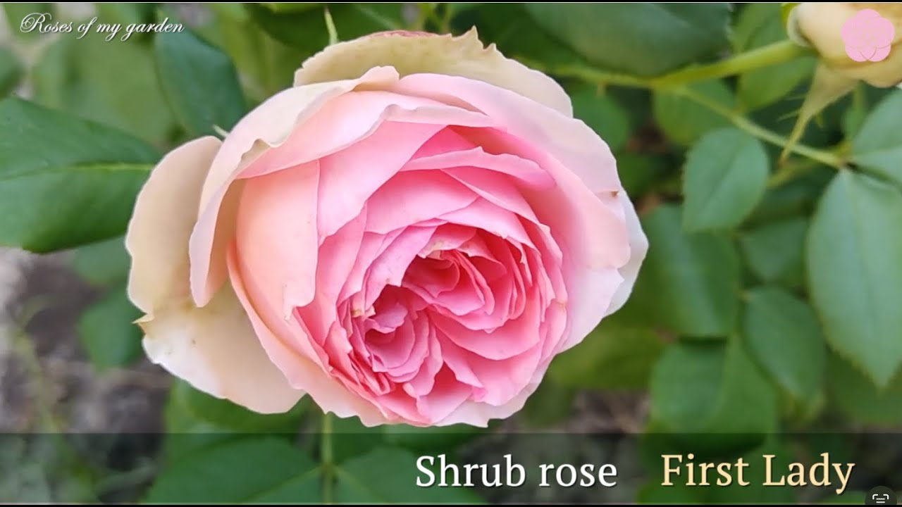 First Lady rose by Tantau. Elegant white flower with a cream center. Shrub rose from my garden.