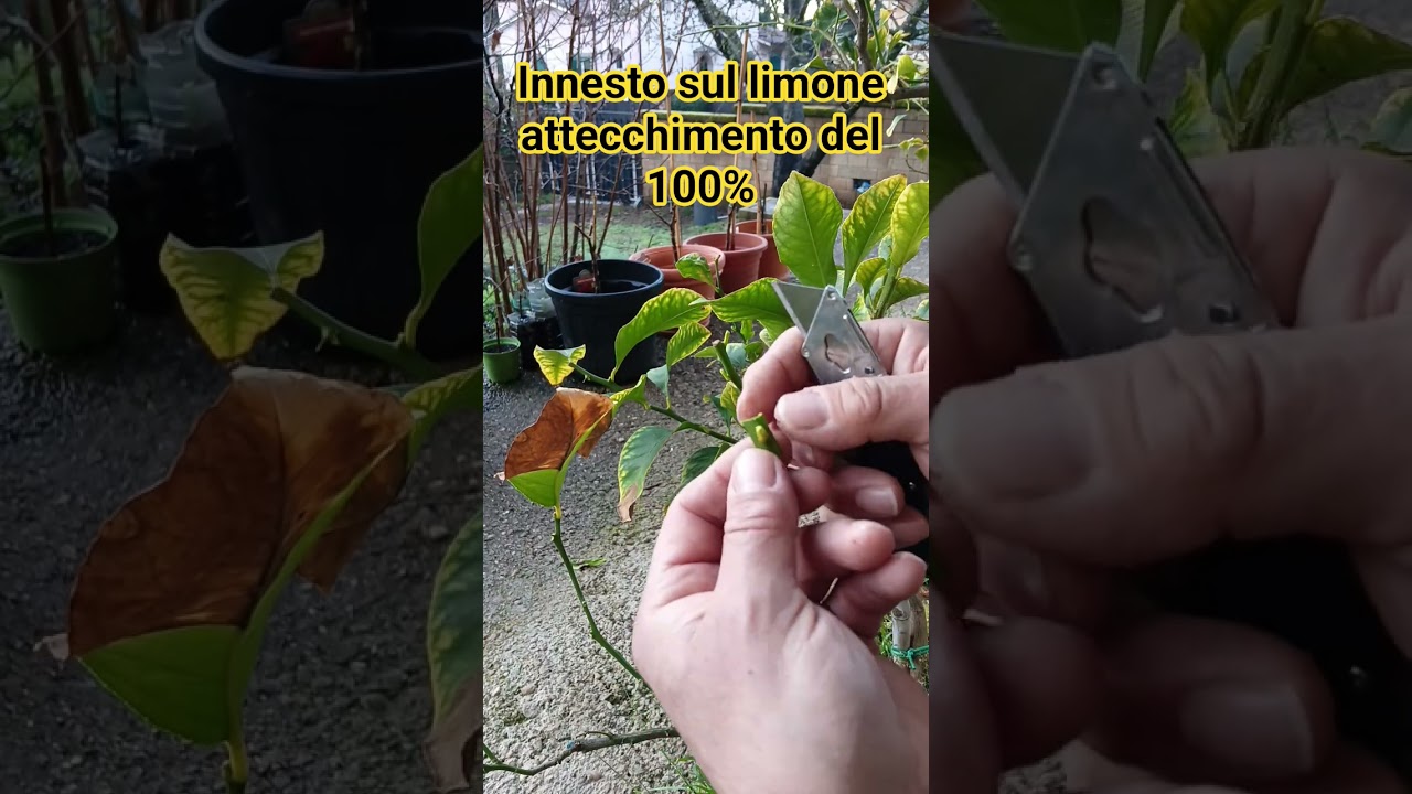 Całą procedurę tego typu przeszczepu znajdziesz w powiązanym filmie... rezultaty + 100% ✌️