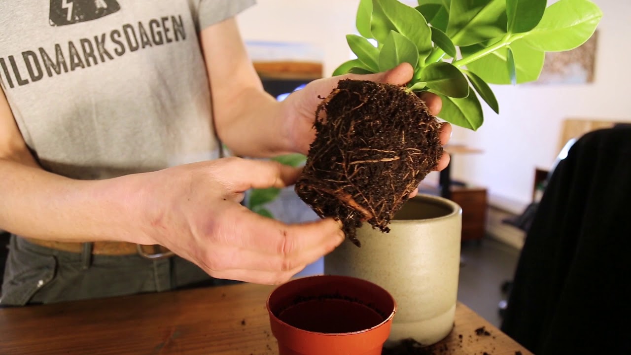Sådan omplanter du stueplanter