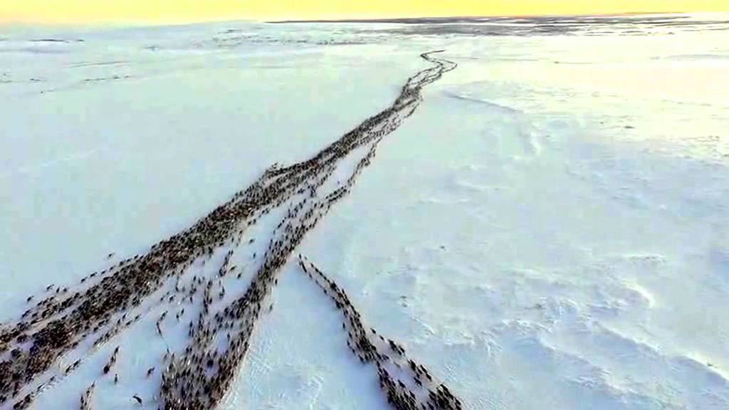 Reindeer herd begin annual migration in mesmerising footage