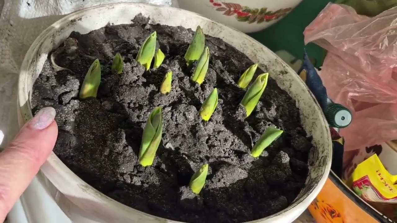 Гарячий салат із кабачків//У нас - 18, а  в Іспанії + 18