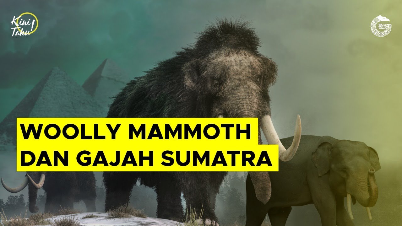 Woolly Mammoth dan Gajah Sumatra - Kini Tahu