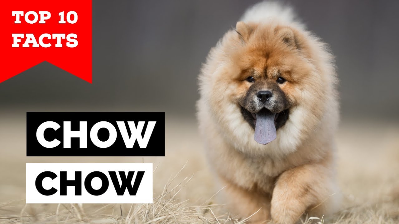 Chow Chow - Top 10 Facts