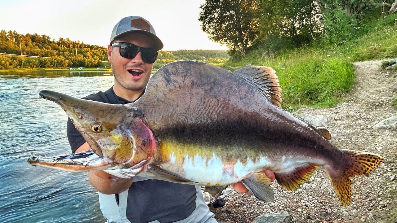 DIESER INVASIVE ZOMBIE-LACHS bedroht einheimischen EDEL-FISCH ! 😳