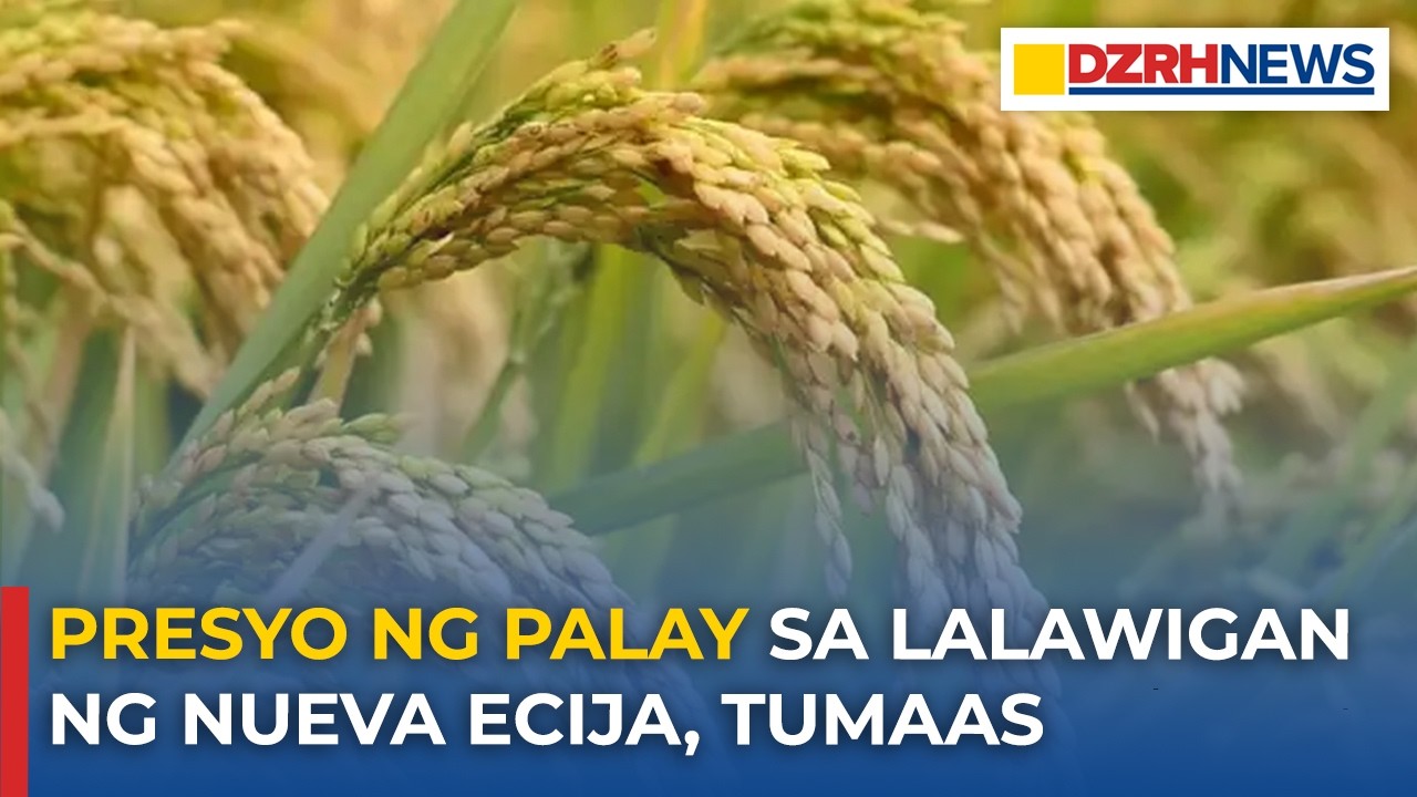 Presyo ng palay sa lalawigan ng Nueva Ecija, tumaas