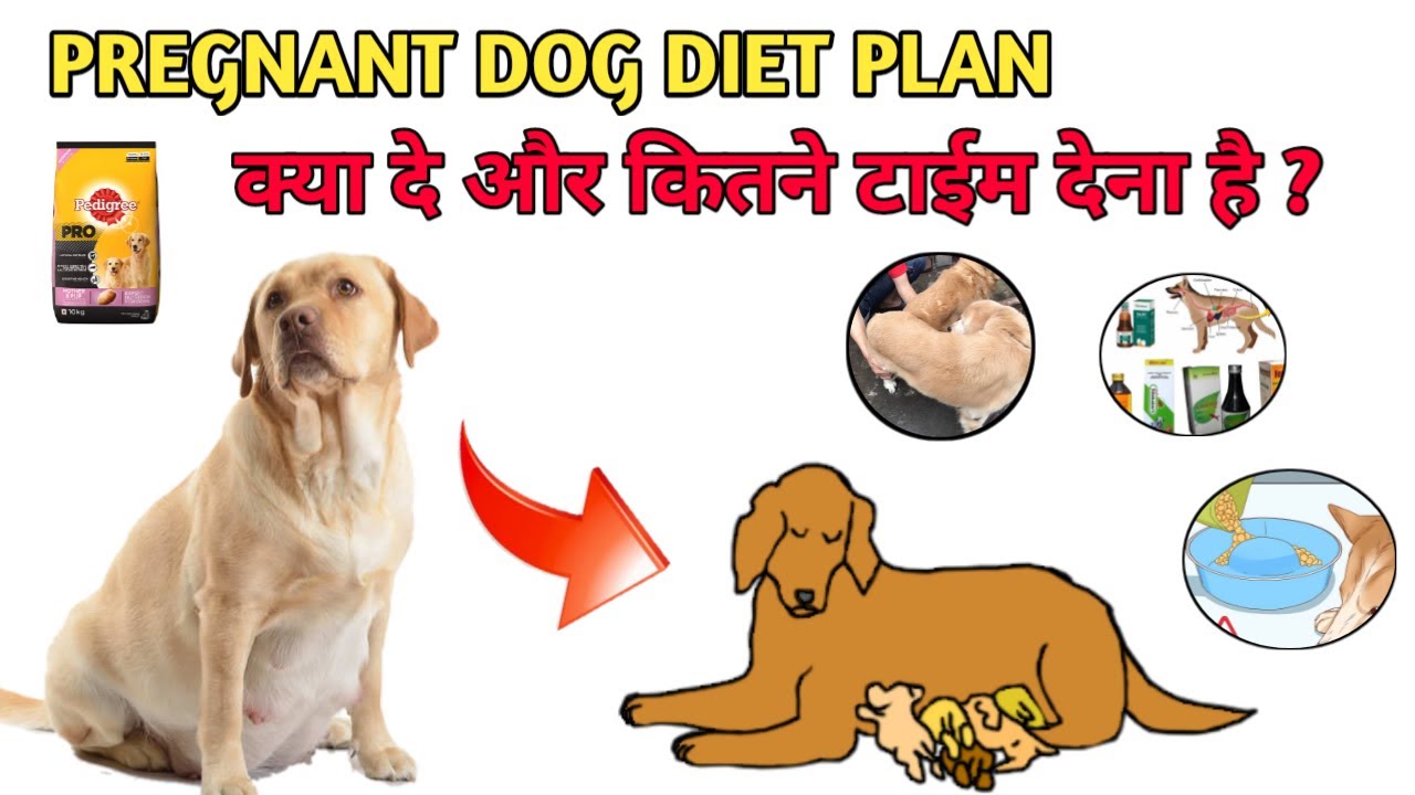 PREGNANT DOG DIET CHART / pregnant dog diet chart plan / pregnant female dog ko kya khilaye