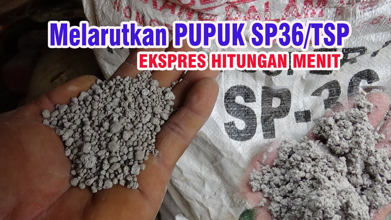 Cara Kami Melarutkan Pupuk SP36 /Pupuk TSP Ekspres Hitungan Menit