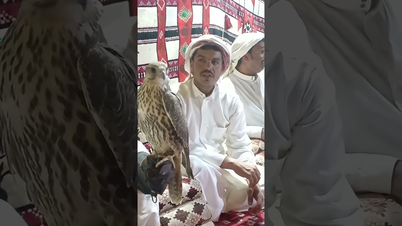 #الصقار_عامر حايش الفهيقي 