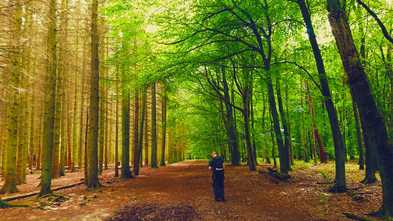 Chillin' In The Chilterns | Woodland Film