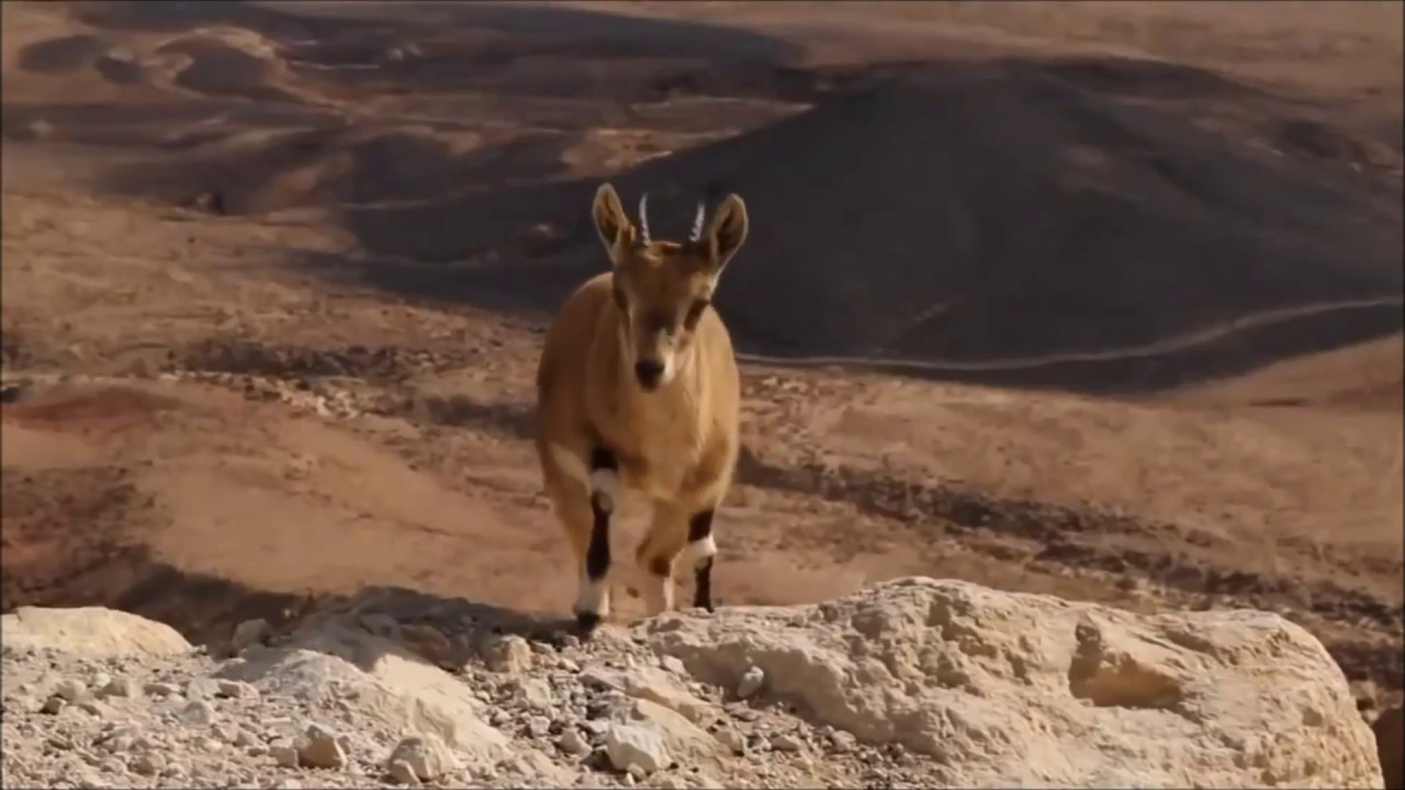 Naturaleza en Israel: Reserva natural 