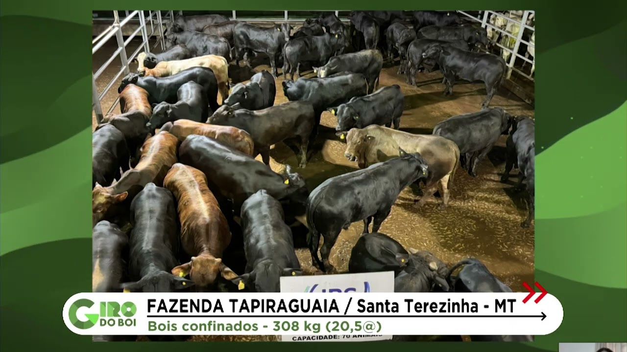 ANGUS E NELORE: BOIADA CONFINADA PRECOCE PASSA DE 20 ARROBAS EM MT; CONFIRA
