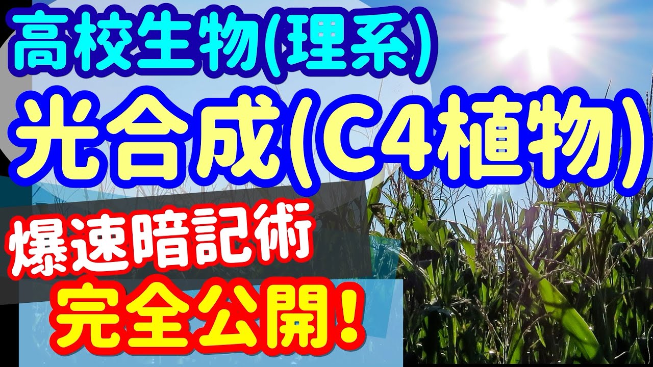 【高校生物 12】同化【C4植物の光合成】を宇宙一わかりやすく