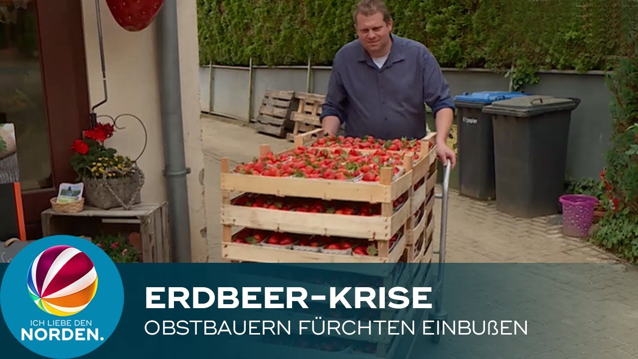 Erdbeer-Krise in Niedersachsen: Obstbauern erwarten Umsatzrückgang