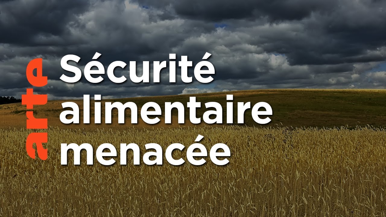 Blé : le pouvoir est-il dans les champs ? | Square Idée | ARTE