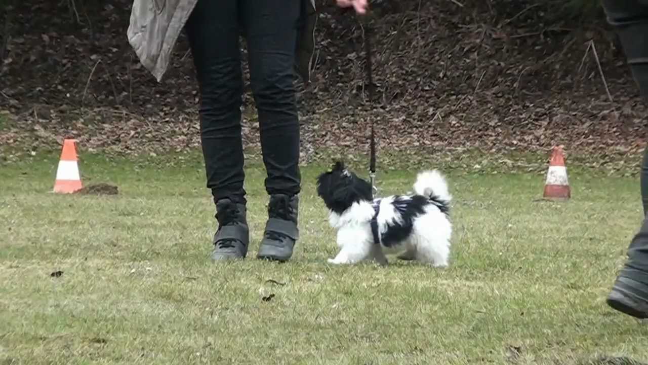 Shih Tzu Snoopy's erster Schultag in der Welpenschule