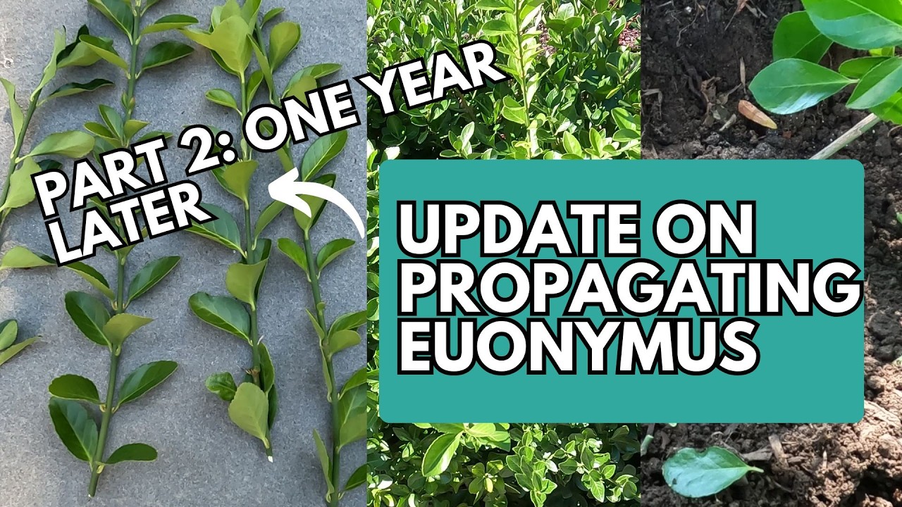 Part 2 Update How to Propagate Euonymus | Euonymus Plant | Euonymus Manhattan | Evergreen Shrubs