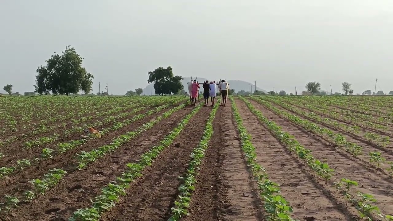 హర్ధగేరి సురేష్ గారి బుల్స్