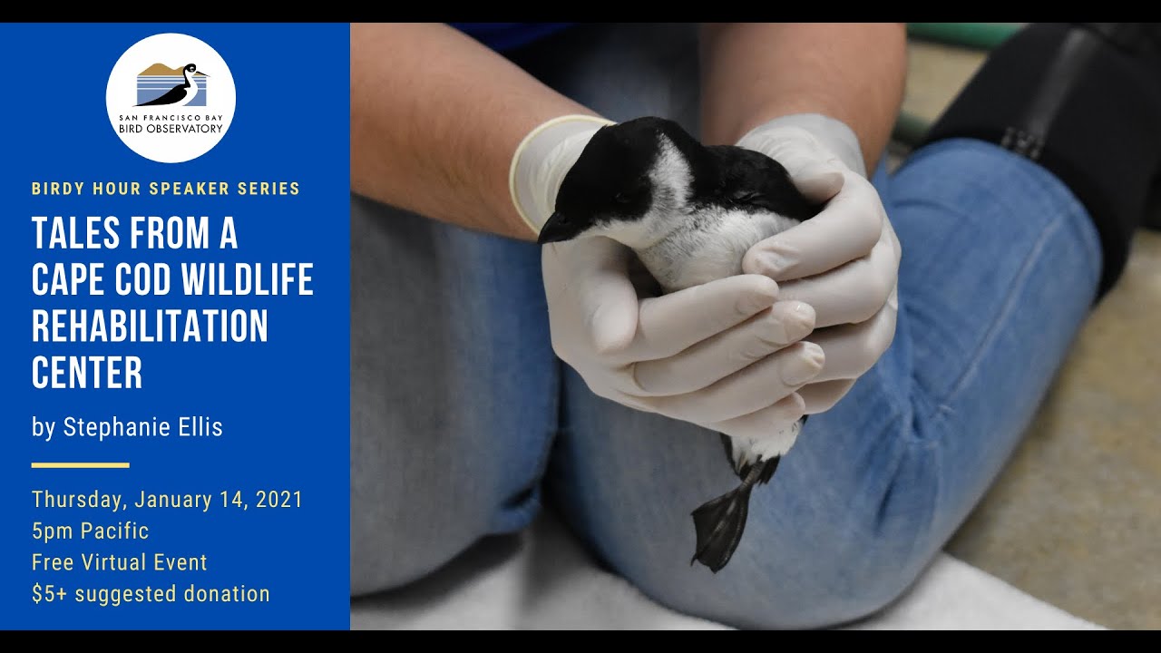 Tales from a Cape Cod Wildlife Rehabilitation Center by Stephanie Ellis